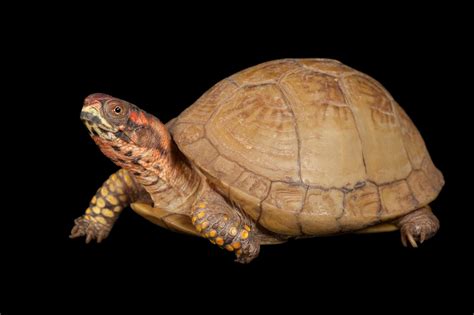 3 toed box turtle. Things To Know About 3 toed box turtle. 